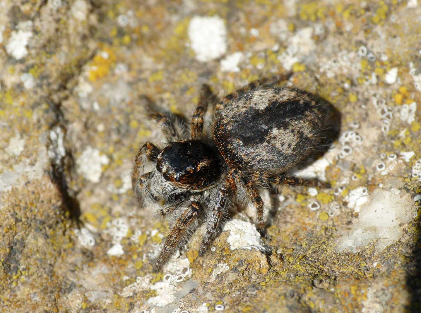 Carrhotus xantogramma? No. Philaeus chrysops